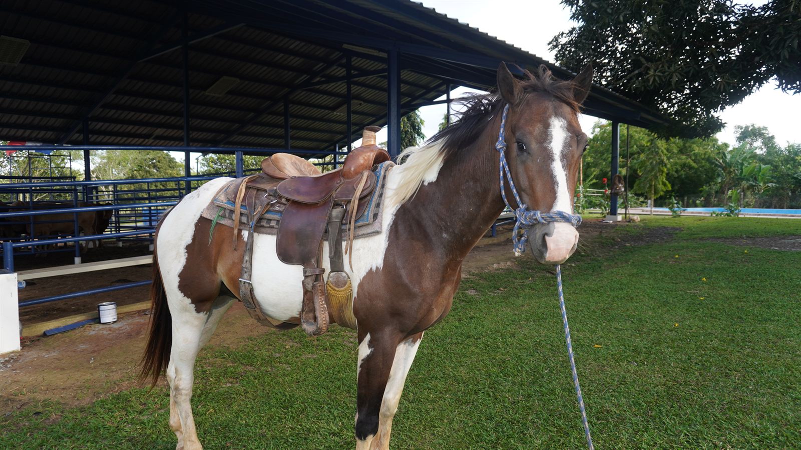 Paseos a caballo